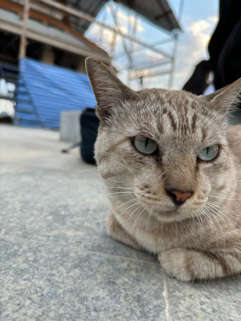 Kissa