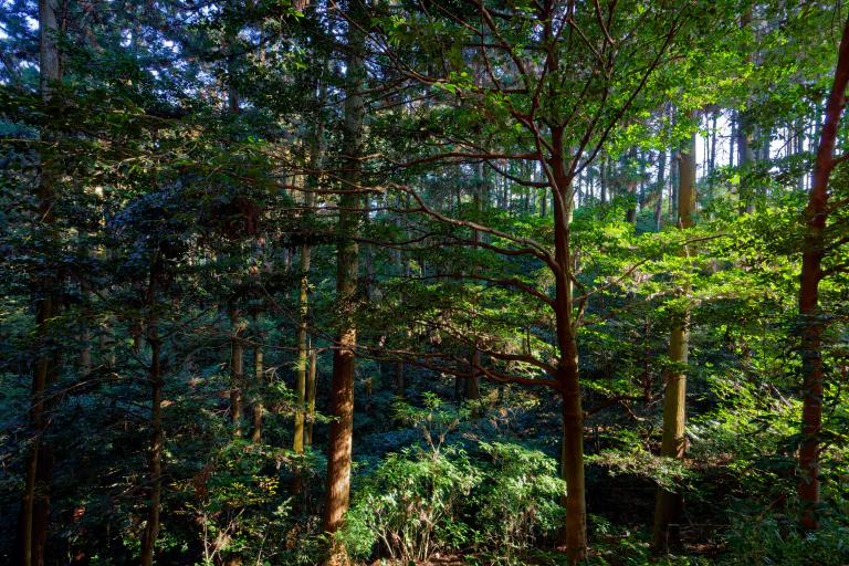 Japanilainen metsä