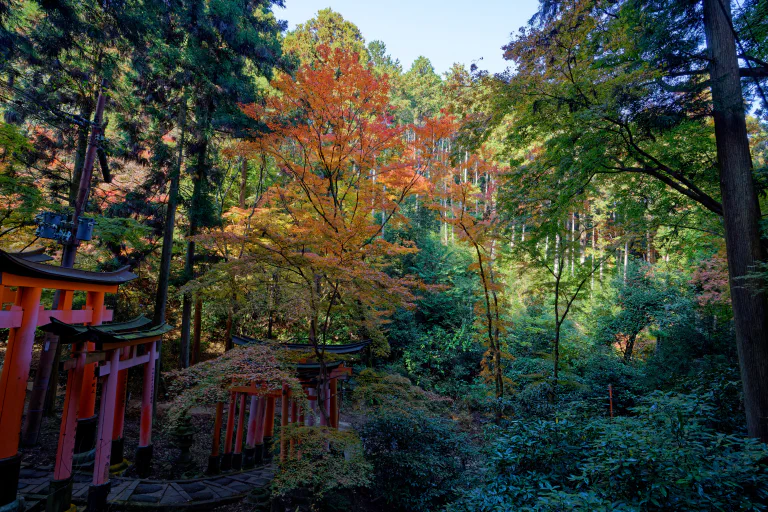 Myös japanilainen metsä