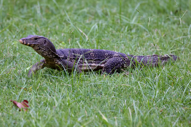 Varanus salvator