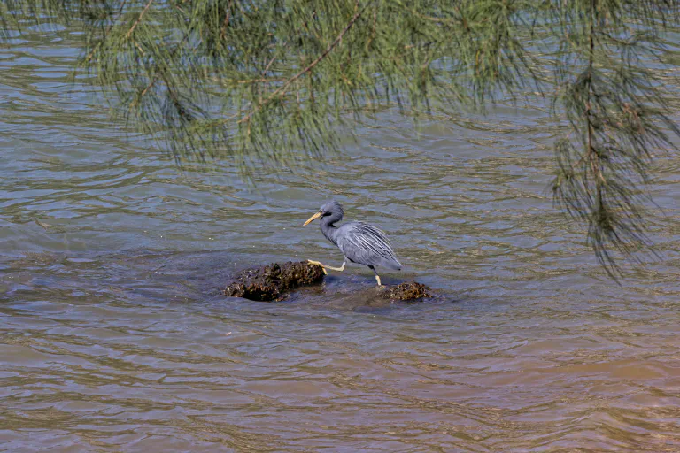 Egretta sacra