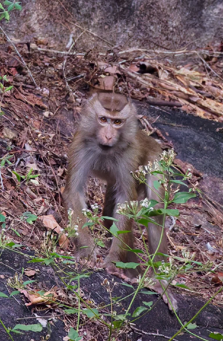 Macaca leonina