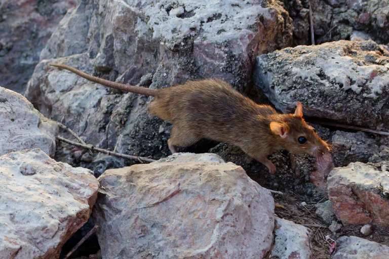 Siimahäntä (Rattus viemäriensis siamensis)