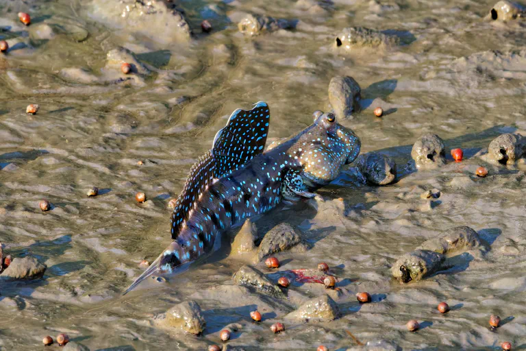 Sinipisteluikku (Boleophthalmus pectinirostris)