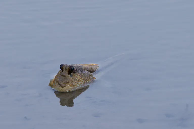 Jättiläisluikku (Periophthalmodon schlosseri)