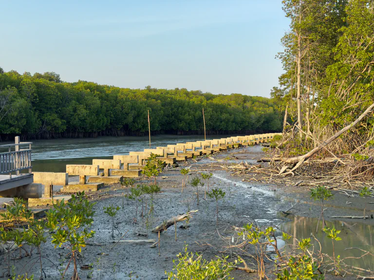 Joki ja mangrovemutaa