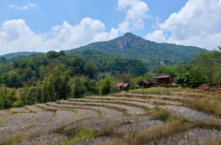 Doi Inthanonin pellot