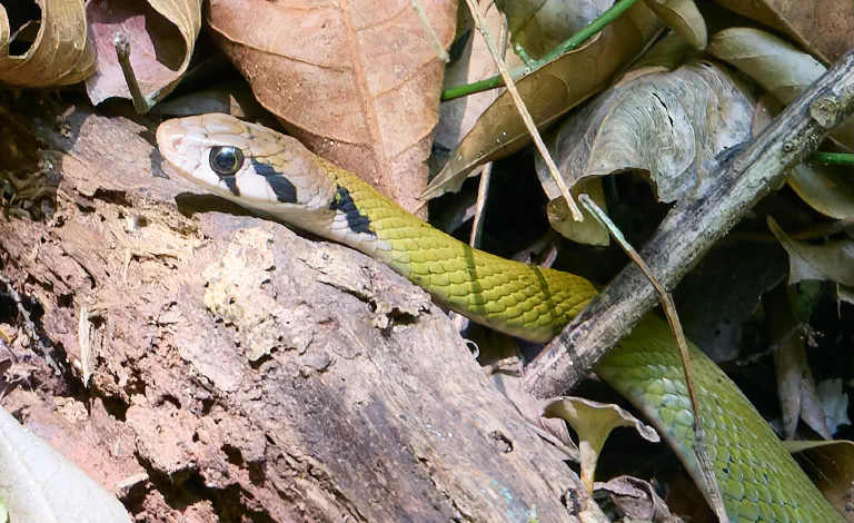 Rhabdophis nigrocinctus