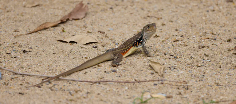 Leiolepis belliana