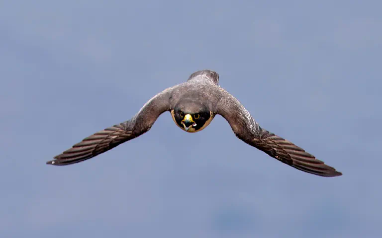 Angry birds