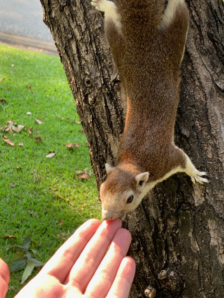 Orava vielä lähempää