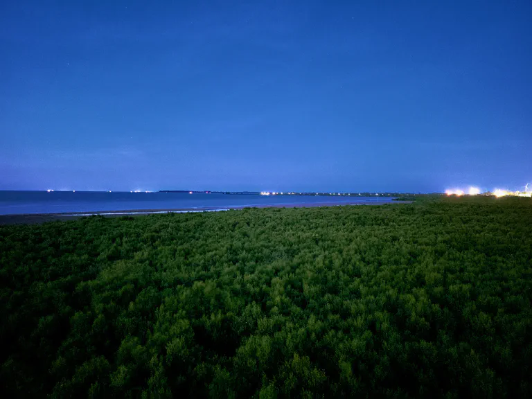 Kampuksen mangrovemetsä