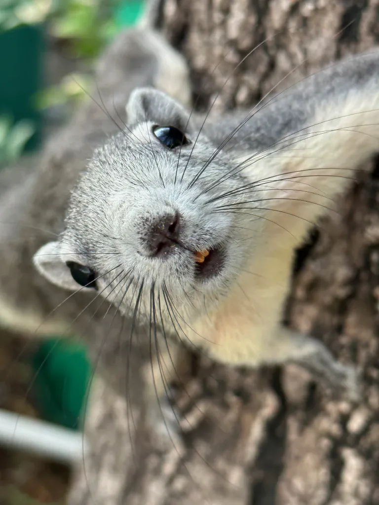 Orava lähempää