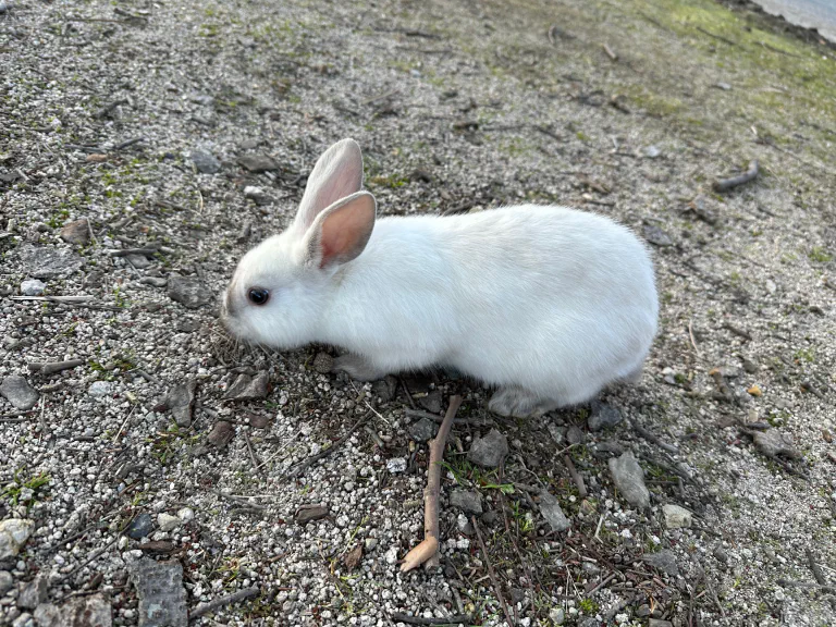 Jostain syystä tuli semmoinen olo, että minun pitäisi seurata tätä kania