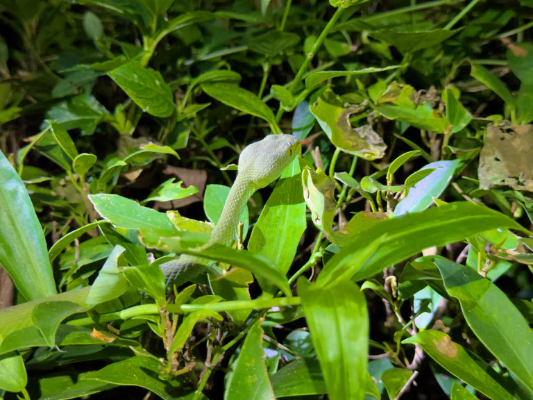 Suurisilmäkuoppakyy (Trimeresurus macrops)