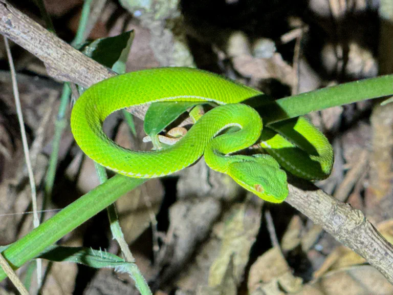 Trimeresurus popeiorum