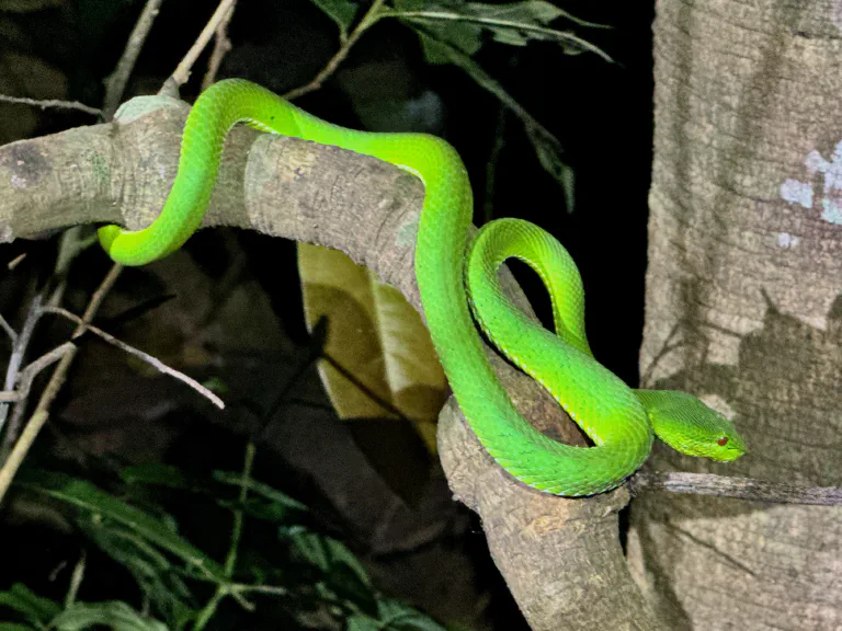 Trimeresurus popeiorum (suurempi yksilö)