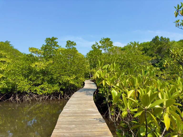 Mangrovemetsää