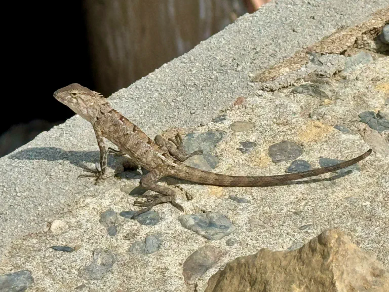 Calotes Versicolor