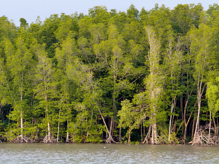 Mangroveja