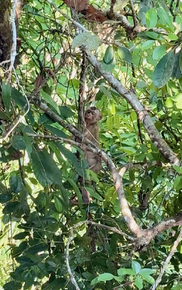 Apina puussa