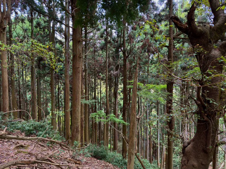 Hyväntuoksuista japanilaista metsää