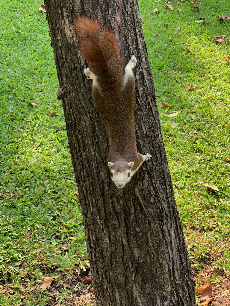 Orava lähempää