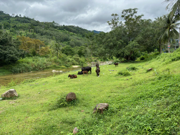 Lehmiä joen partaalla